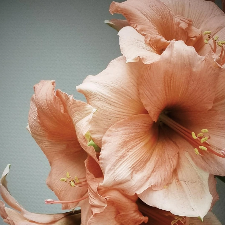Персиковый амараллис | Курсы флористики