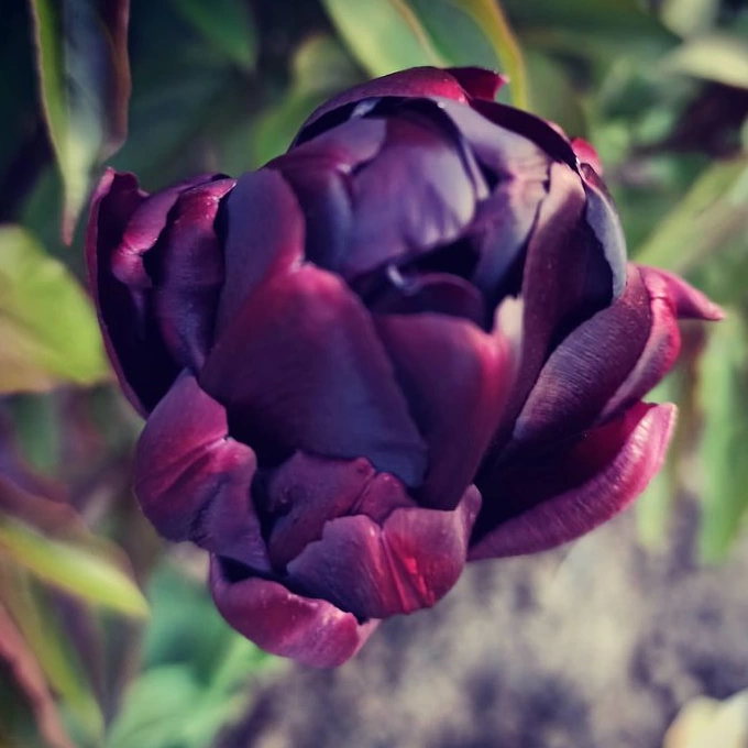 черный тюльпан