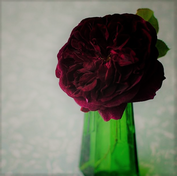 Роза Дэвид Остин любимая для флористов