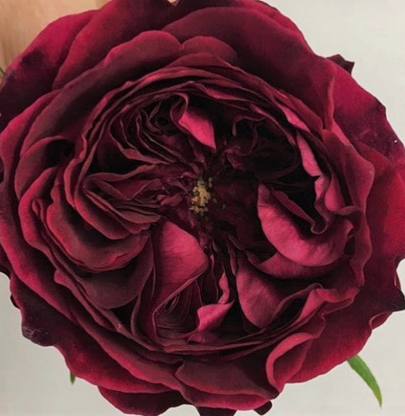 Дэвид Остин роза флористов