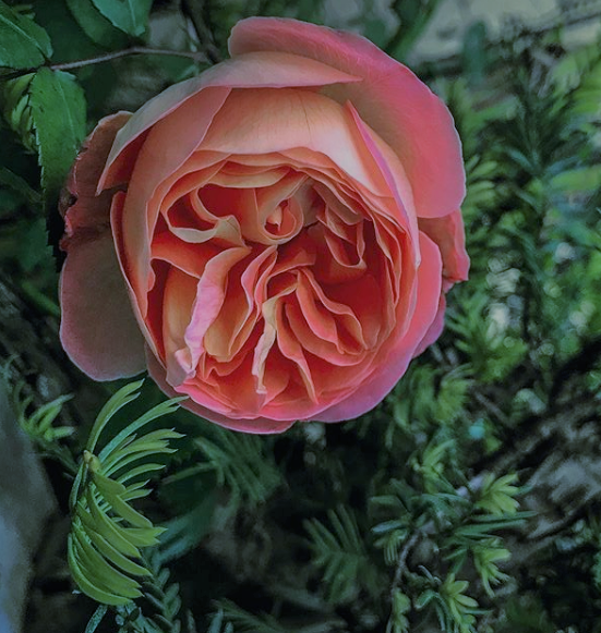 Дэвид Остин любимые розы флористов
