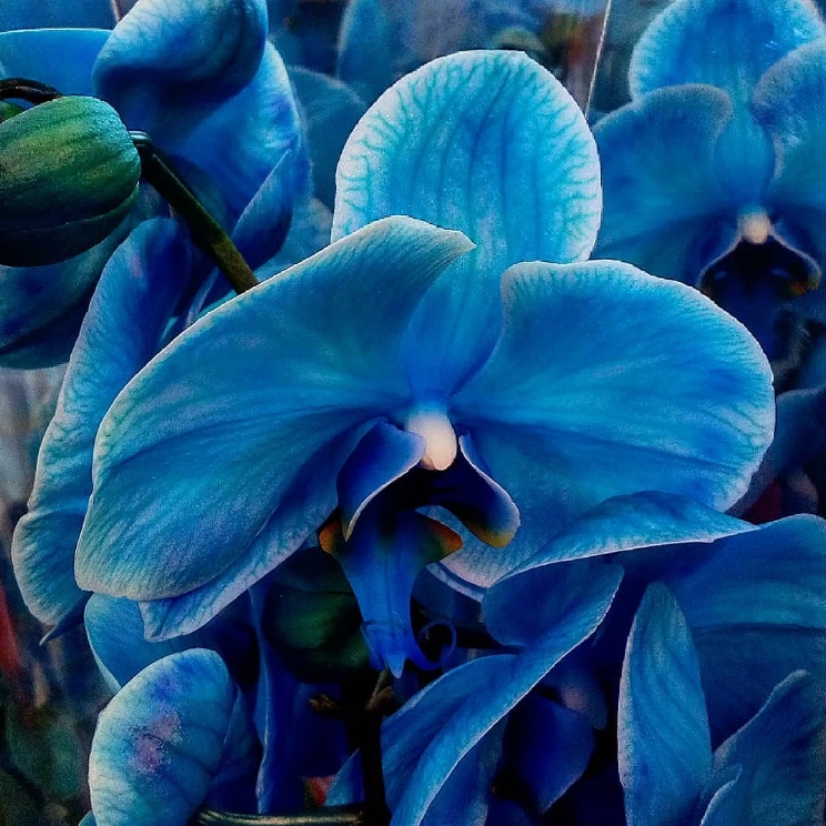 Голубая орхидея | Курсы флористики