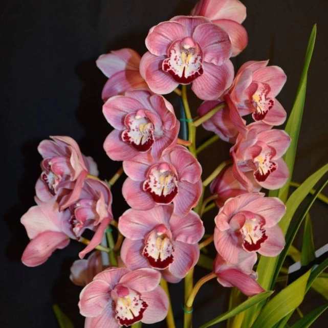 Розовая орхидея | Курсы флористики