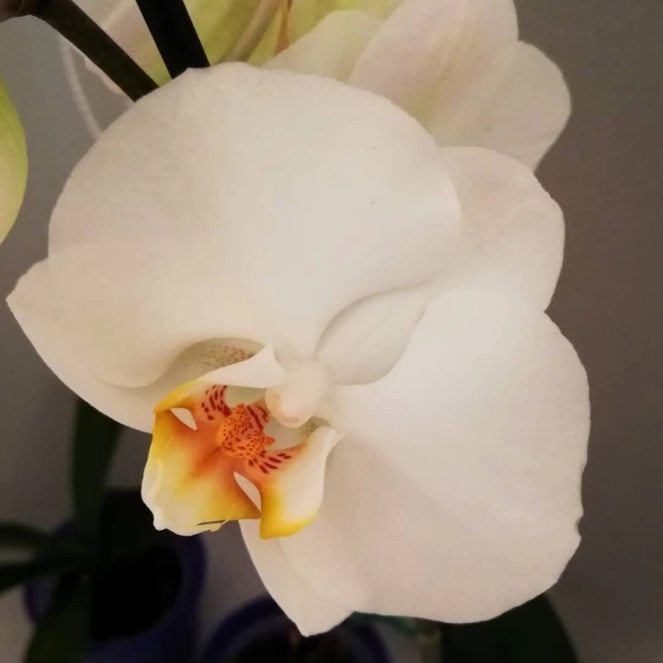 Белая орхидея | Курсы флористики