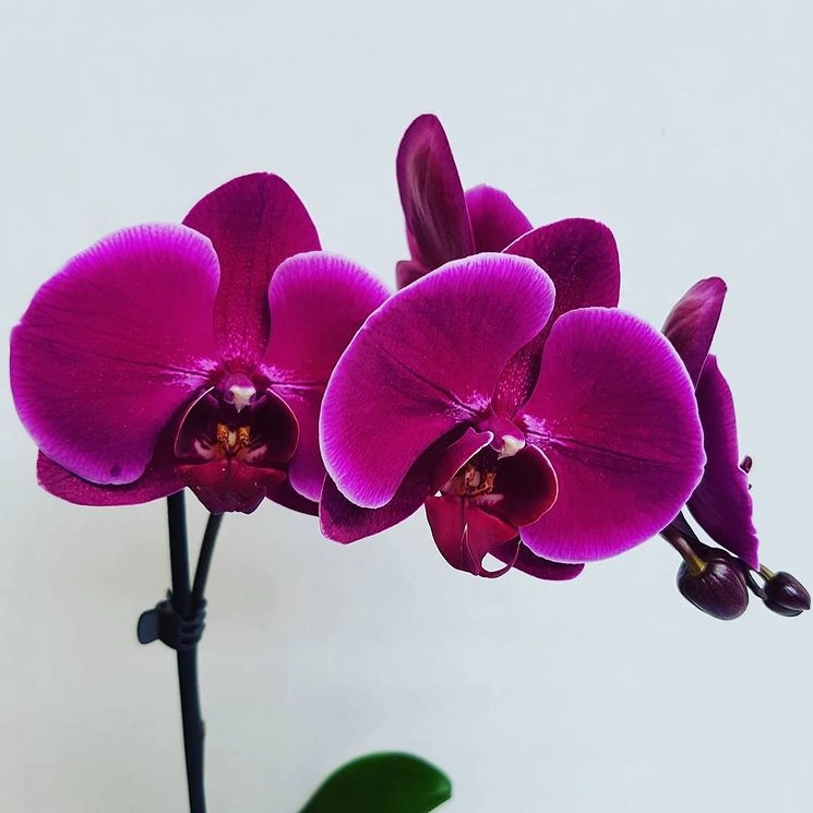 орхидея феланопсис