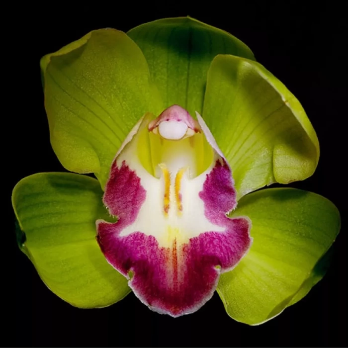 орхидея жечжень-нонгке