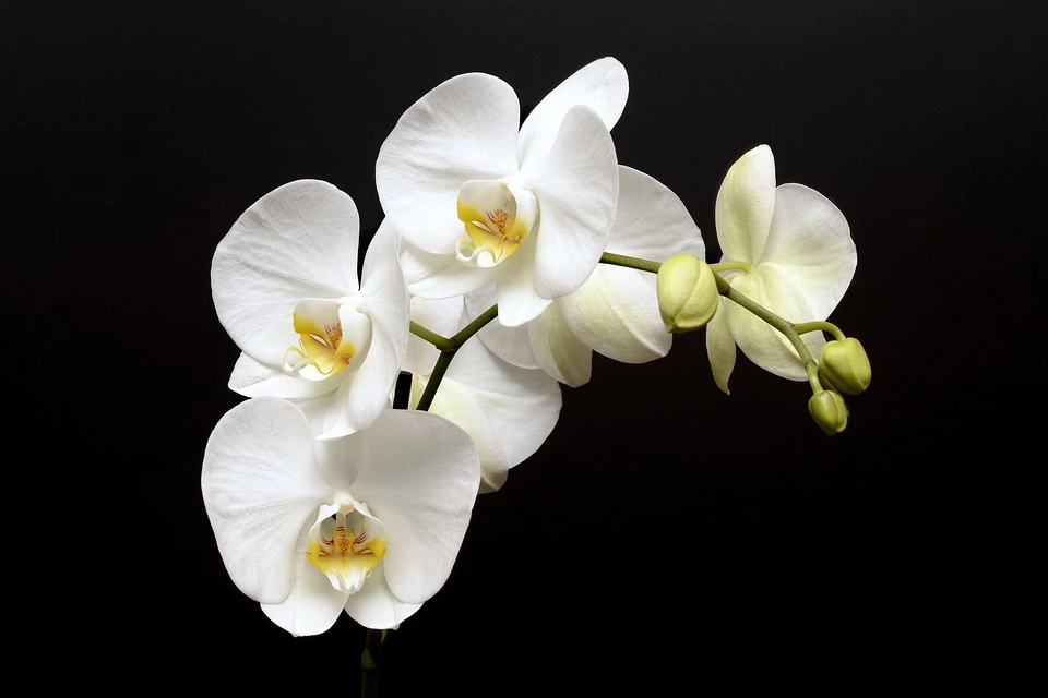 Флорист знает Орхидеи