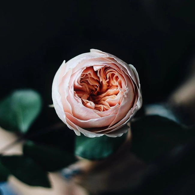 роза джульетта
