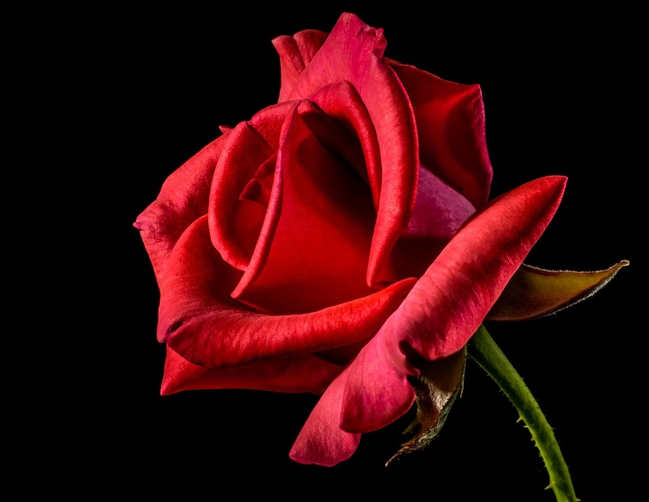 Флорист знает Розы